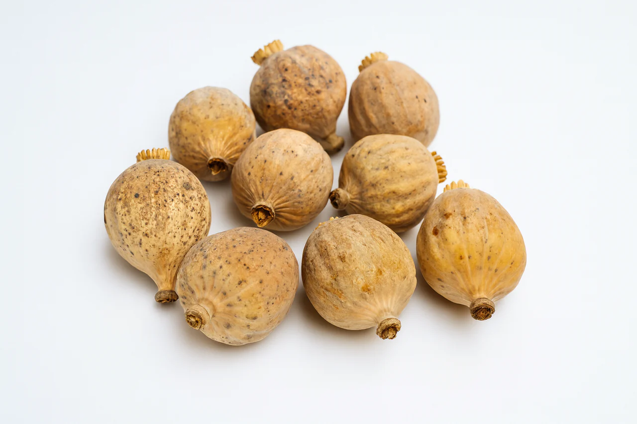 Grade A Dried Poppy Pods (2.2 lbs – 4.4 lbs) - Image 2