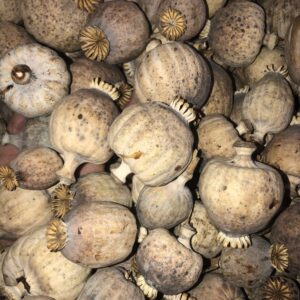 Grade A Dried Poppy Pods (2.2 lbs – 4.4 lbs)
