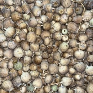 Grade B Dried Poppy Pods (2.2 lbs - 4.4 lbs)